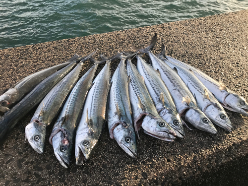 サゴシの釣果