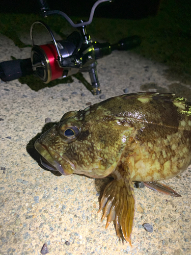 タケノコメバルの釣果