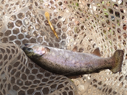 ニジマスの釣果