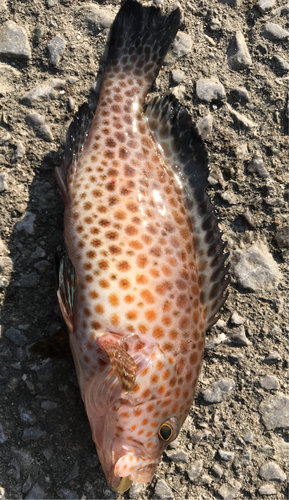 オオモンハタの釣果