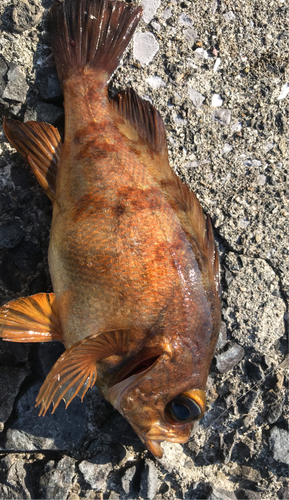 アカメバルの釣果