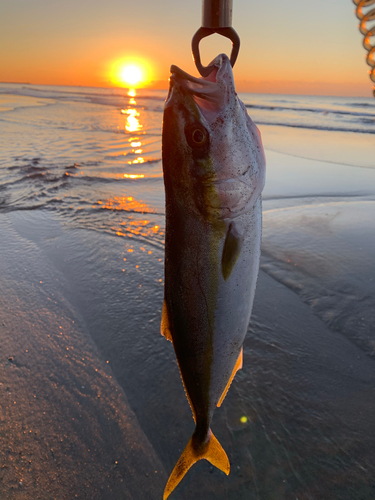 イナダの釣果