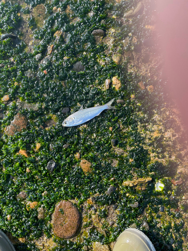 コノシロの釣果