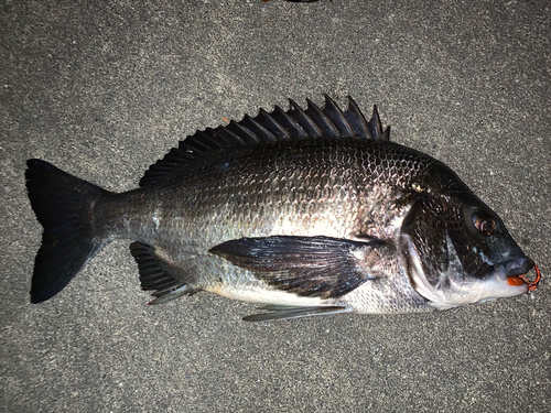 チヌの釣果