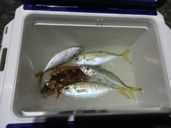 アジの釣果