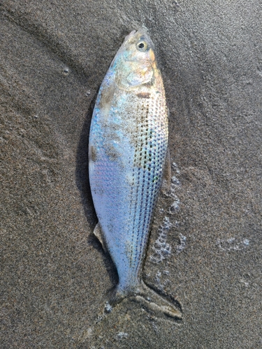 コノシロの釣果