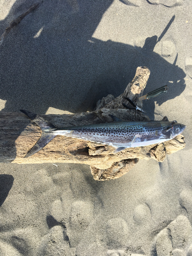 サワラの釣果