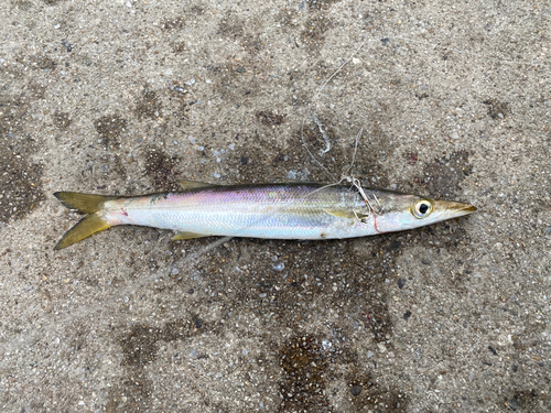 カマスの釣果