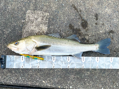 シーバスの釣果