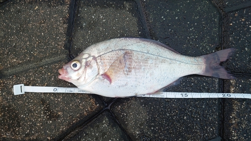 ウミタナゴの釣果