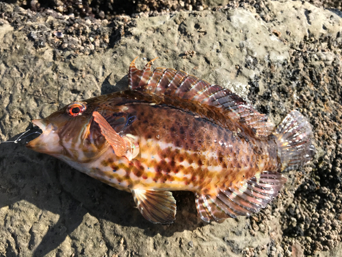 オハグロベラの釣果