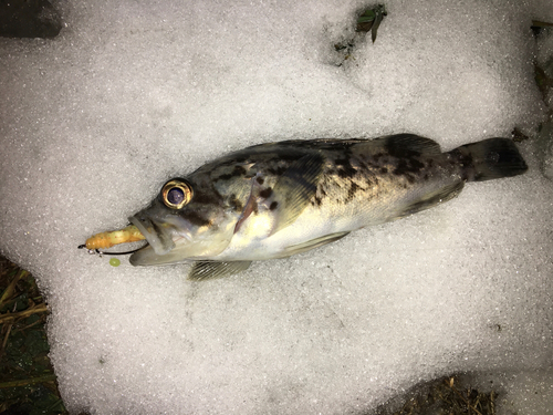 クロソイの釣果