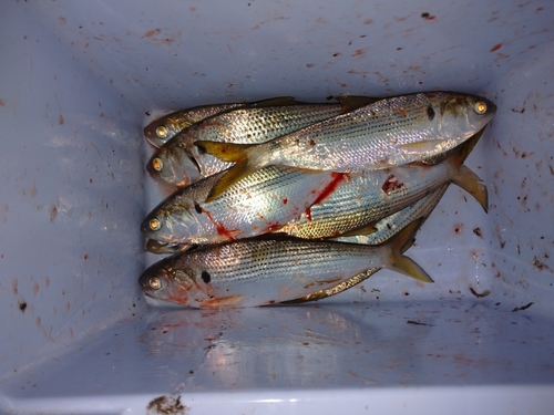 コハダの釣果