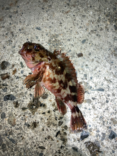 カサゴの釣果