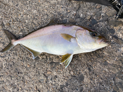 カンパチの釣果