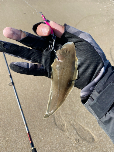 シタビラメの釣果