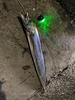 タチウオの釣果