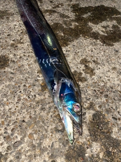 タチウオの釣果