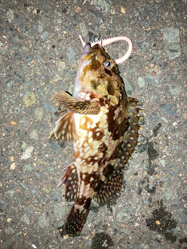 カサゴの釣果