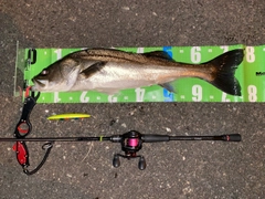 シーバスの釣果