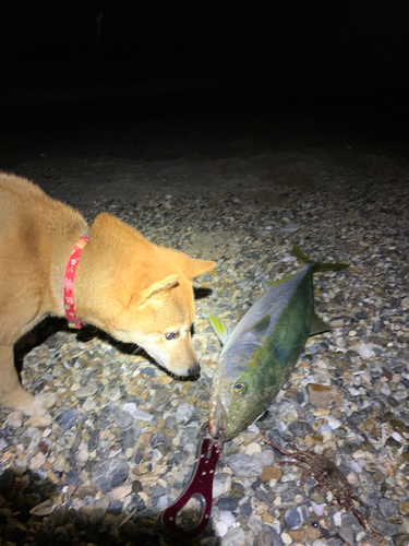 メジロの釣果