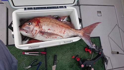 マダイの釣果