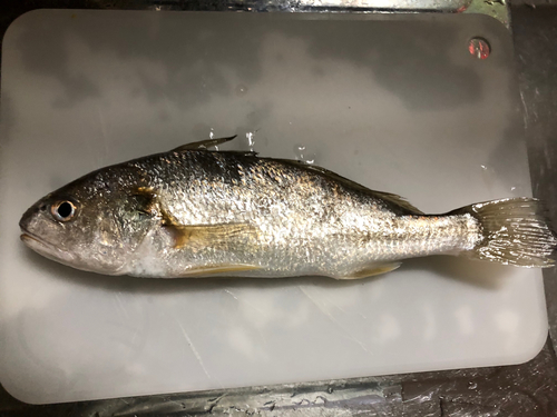 イシモチの釣果