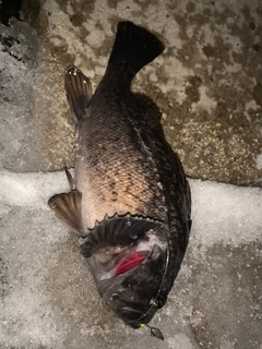 クロソイの釣果