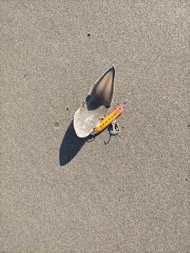 シタビラメの釣果