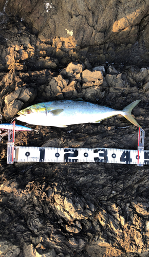 ハマチの釣果