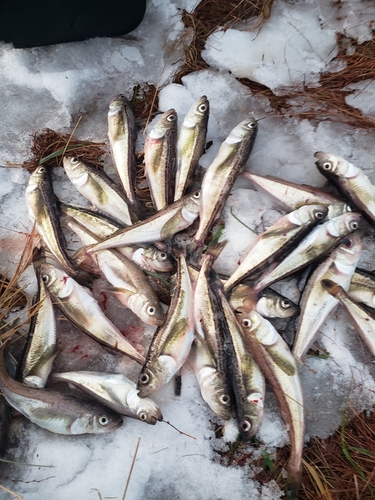 ハタハタの釣果