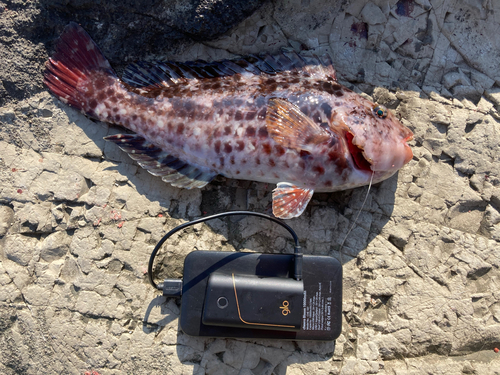 ブダイの釣果