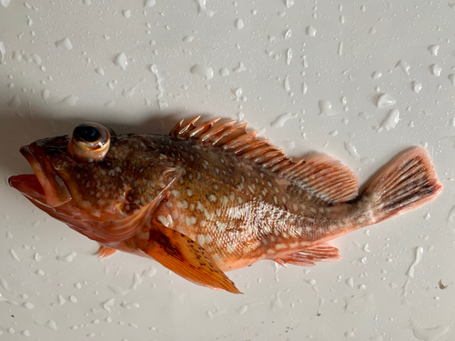 カサゴの釣果