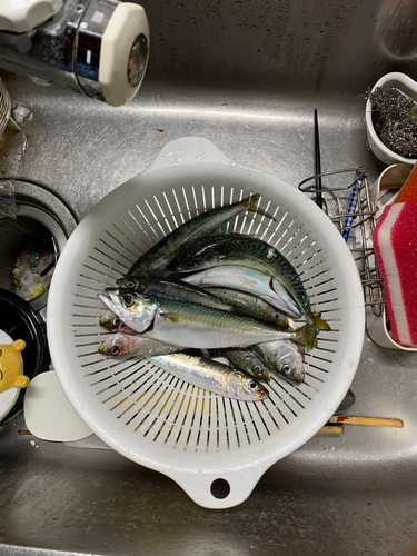 イワシの釣果