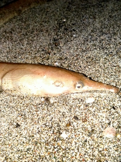 ダイナンウミヘビの釣果