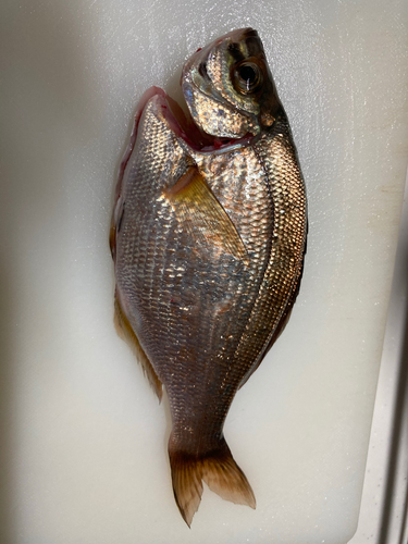 ウミタナゴの釣果