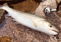 アメマスの釣果