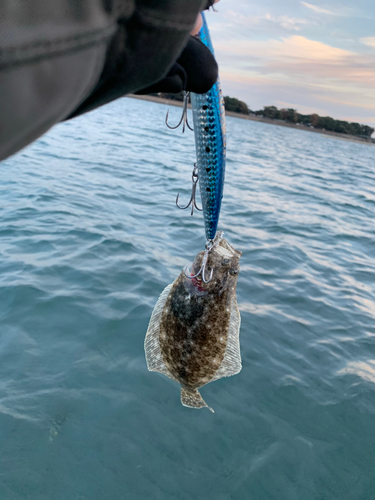 マゴチの釣果