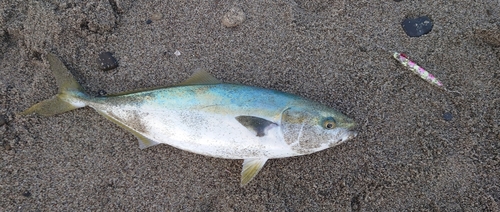 イナダの釣果