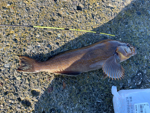 アイナメの釣果