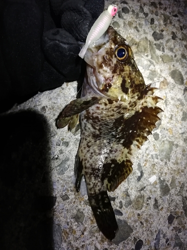 ムラソイの釣果