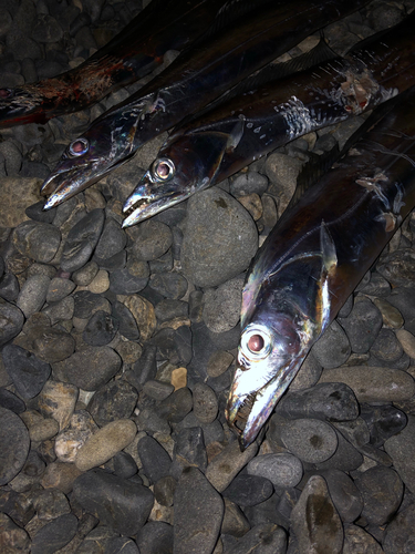 タチウオの釣果