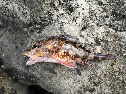 カサゴの釣果