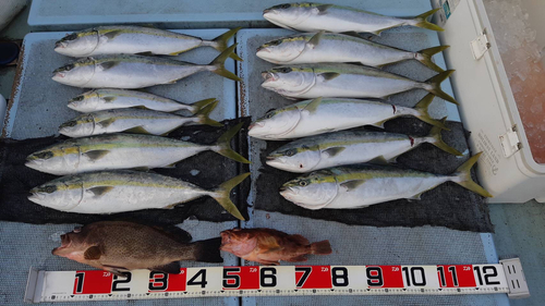 オオモンハタの釣果