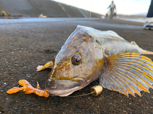 アブラコの釣果