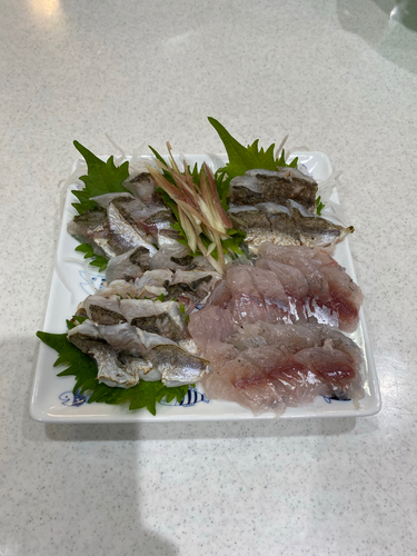 カマスの釣果