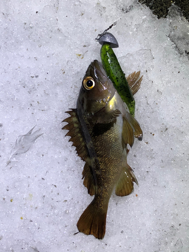 ガヤの釣果