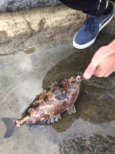 アイゴの釣果