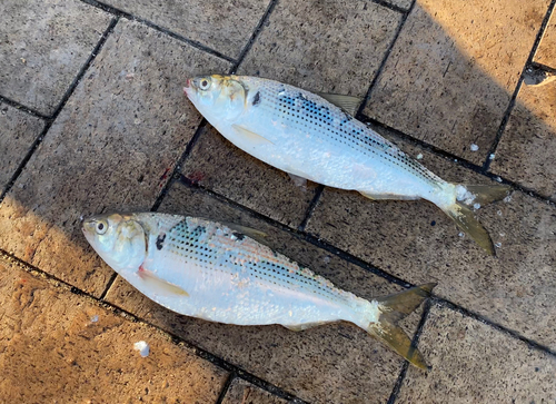 コノシロの釣果