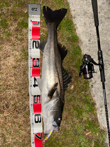 シーバスの釣果